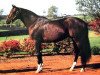 stallion Saratoga Six xx (Thoroughbred, 1982, from Alydar xx)