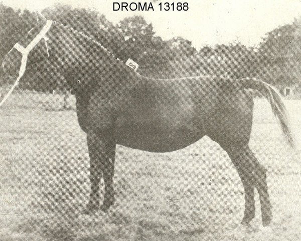 broodmare Droma (Gelderland, 1939, from Domburg)