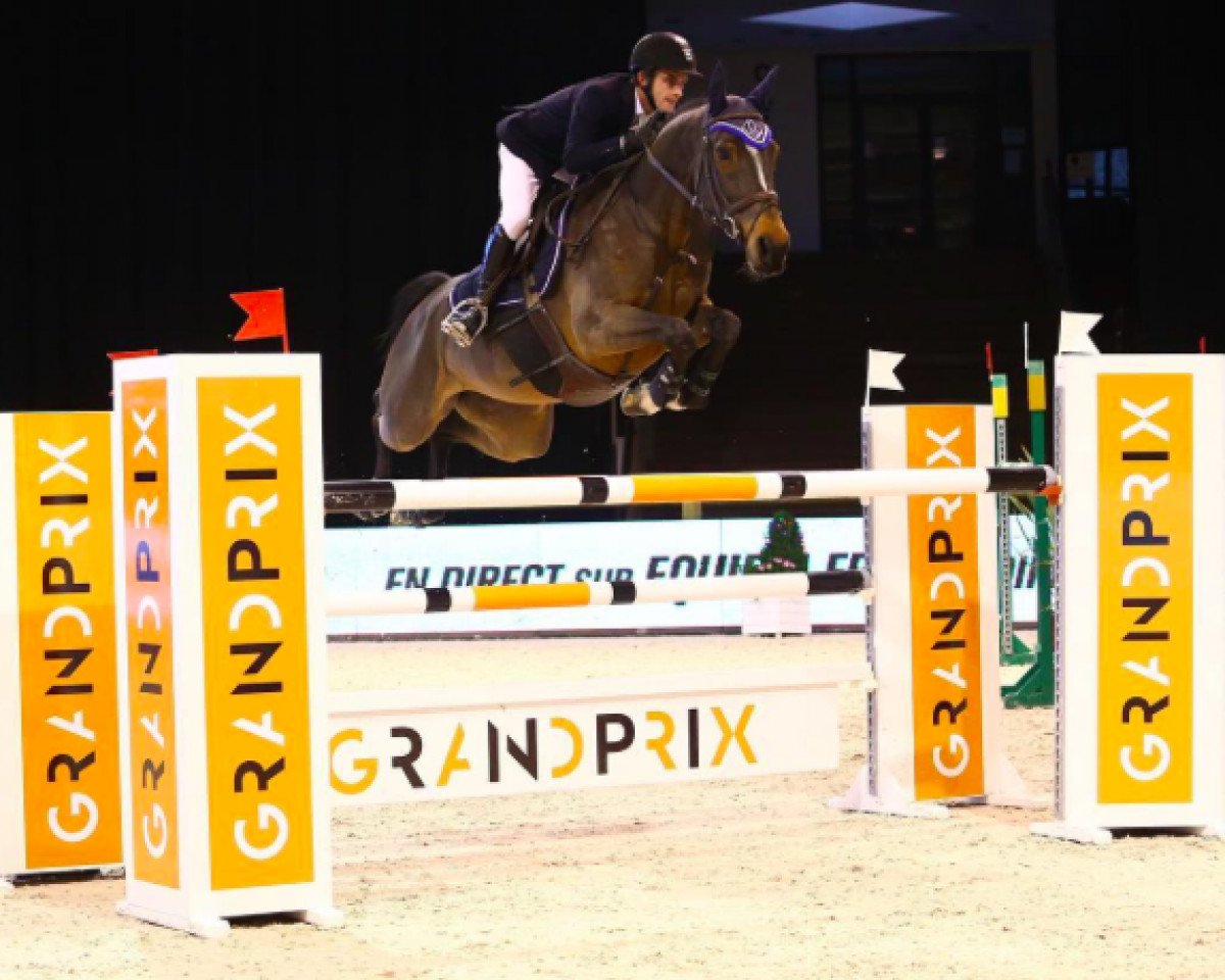 Zuchtstute Fleur van Loo (Belgisches Warmblut, 2005, von Toulon)