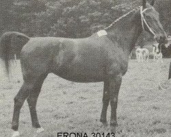 Zuchtstute Erona (Gelderländer, 1963, von Udet)