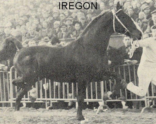 Deckhengst Iregon (KWPN (Niederländisches Warmblut), 1967, von Oregon)