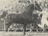 stallion Iregon (KWPN (Royal Dutch Sporthorse), 1967, from Oregon)