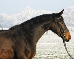 Pferd Fantastica (Bayer, 2013, von Christ)