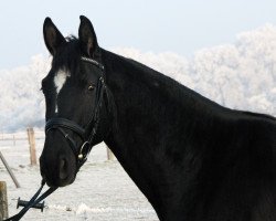 Pferd Charming Boy (Bayer, 2012, von Christ)