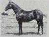 stallion Reneged xx (Thoroughbred, 1953, from Revoked xx)