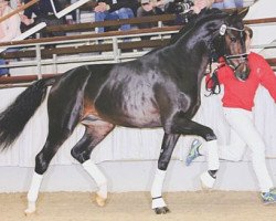 stallion Rasputin (Rhinelander, 2014, from Rock Forever NRW)