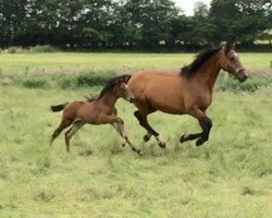 broodmare Lady Lee Ann (Holsteiner, 1996, from Corofino I)