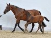 broodmare Rassina (Holsteiner, 2001, from Cassini I)