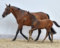 Springpferd Quisina V St.-Ghyvan Z (Zangersheide Reitpferd, 2014, von Quidam de Revel)