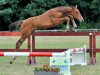 jumper Number One St.-Ghyvan (Belgian Warmblood, 2013, from Quidam de Revel)