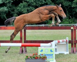 Springpferd Number One St.-Ghyvan (Belgisches Warmblut, 2013, von Quidam de Revel)