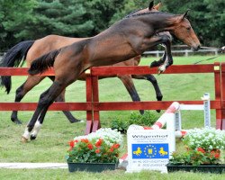 Springpferd Magic Boy St.-Ghyvan (Belgisches Warmblut, 2012, von Quidam de Revel)