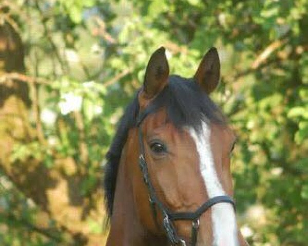 horse Le Yakemour (Holsteiner, 2004, from Landos)