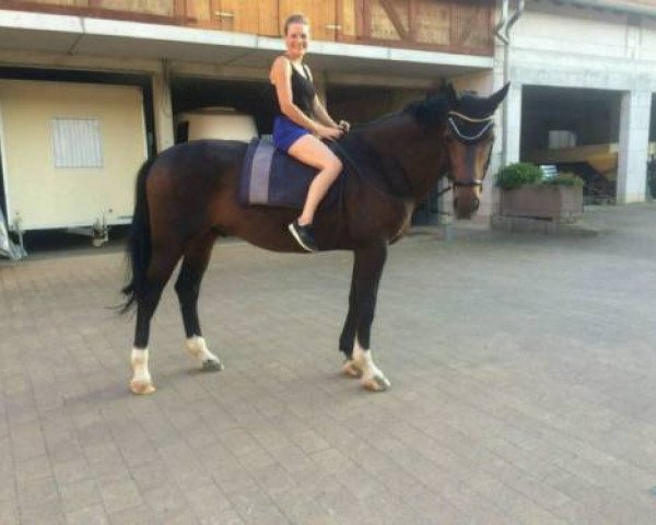 dressage horse Dicanto 2 (Mecklenburg, 2003, from Davignon II)