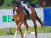 dressage horse Viraldi (KWPN (Royal Dutch Sporthorse), 2002, from Krack C)