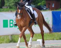 dressage horse Viraldi (KWPN (Royal Dutch Sporthorse), 2002, from Krack C)