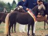 broodmare Hillery (Dt.Part-bred Shetland pony, 1991, from Jappelu)