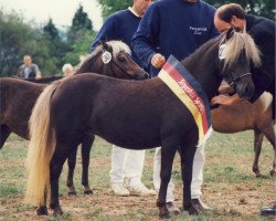 broodmare Hillery (Dt.Part-bred Shetland pony, 1991, from Jappelu)