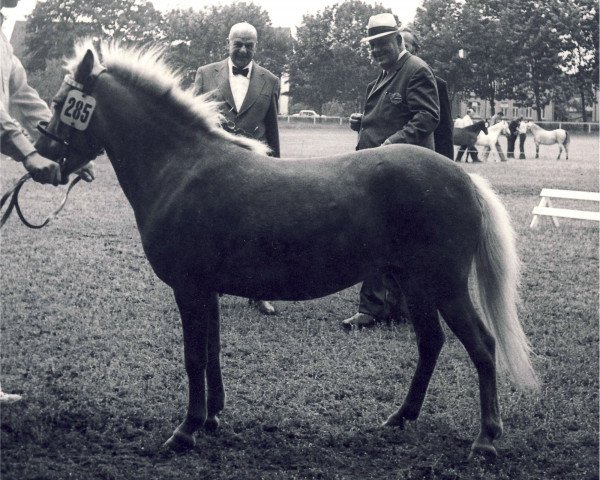 broodmare Holde (American Classic Shetler. Pony, 1967, from Daytona's Time Piece)