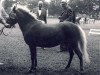 Zuchtstute Holde (American Classic Shetl. Pony, 1967, von Daytona's Time Piece)