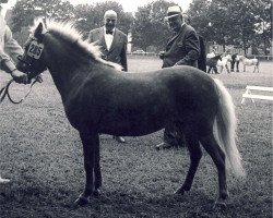 Zuchtstute Holde (American Classic Shetl. Pony, 1967, von Daytona's Time Piece)