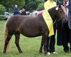 Zuchtstute Hespa von Clus (Deutsches Classic Pony, 2008, von KC Coyne Connection)