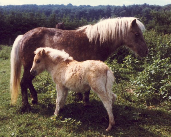 broodmare Georgia (American Classic Shetler. Pony, 1966, from Baraboo)