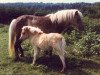 Zuchtstute Georgia (American Classic Shetl. Pony, 1966, von Baraboo)