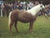 broodmare Bianca (Dt.Part-bred Shetland pony, 1976, from Jaegermeister)