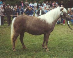 broodmare Bianca (Dt.Part-bred Shetland pony, 1976, from Jaegermeister)