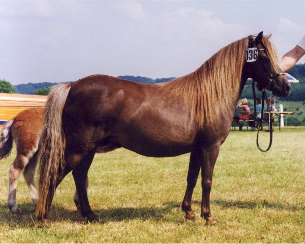 Zuchtstute Berit (Dt.Part-bred Shetland Pony, 1979, von Jiggs)