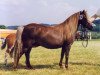 Zuchtstute Berit (Dt.Part-bred Shetland Pony, 1979, von Jiggs)