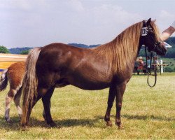 Zuchtstute Berit (Dt.Part-bred Shetland Pony, 1979, von Jiggs)