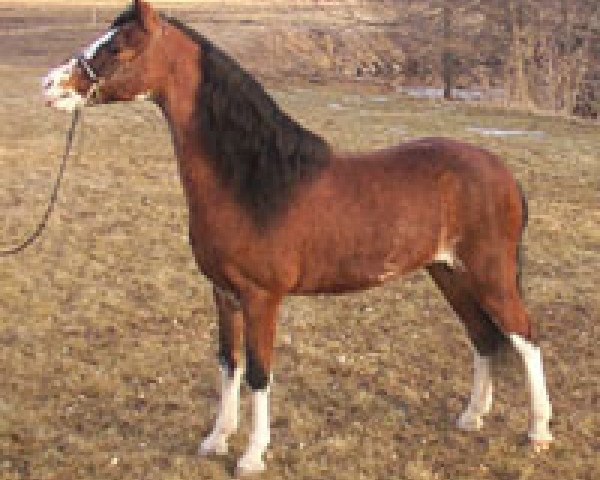 Deckhengst Royal Red Viking (American Classic Shetl. Pony, 1980, von Royal Lee)