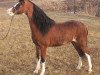 Deckhengst Royal Red Viking (American Classic Shetl. Pony, 1980, von Royal Lee)