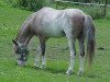 Deckhengst Royal Alice Boy (American Classic Shetl. Pony, 1983, von Royal Red Viking)