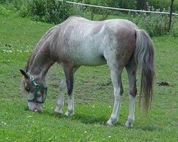 stallion Royal Alice Boy (American Classic Shetler. Pony, 1983, from Royal Red Viking)