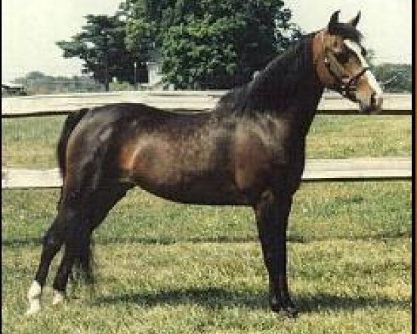 Zuchtstute Knight's Rainbow Bright (American Classic Shetl. Pony, 1984, von Pony Vista's el Capitan)