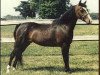 broodmare Knight's Rainbow Bright (American Classic Shetler. Pony, 1984, from Pony Vista's el Capitan)