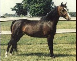 broodmare Knight's Rainbow Bright (American Classic Shetler. Pony, 1984, from Pony Vista's el Capitan)