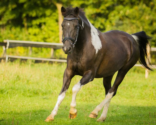 dressage horse Mariella (Lewitzer, 2006)