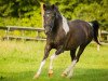 dressage horse Mariella (Lewitzer, 2006)