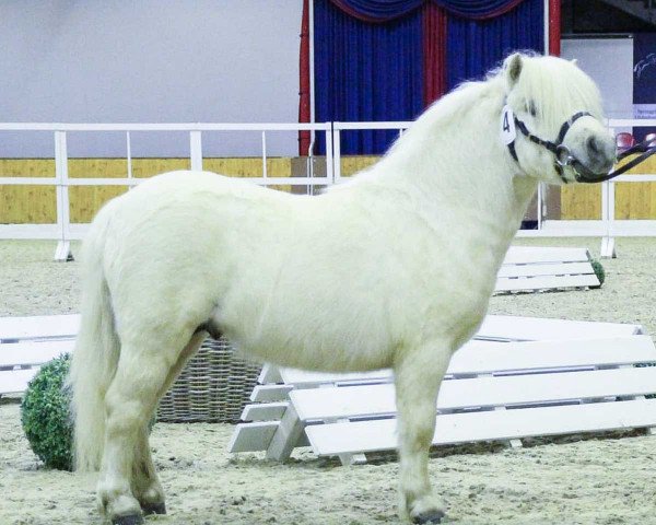 stallion Loulou van het Hoge Huis (Shetland pony (under 87 cm), 2017, from Vanity van de Buxushof)