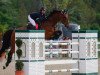 jumper Newmarket Venture Clover (Irish Sport Horse, 2004, from Newmarket Venture)