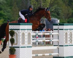 Springpferd Newmarket Venture Clover (Irish Sport Horse, 2004, von Newmarket Venture)