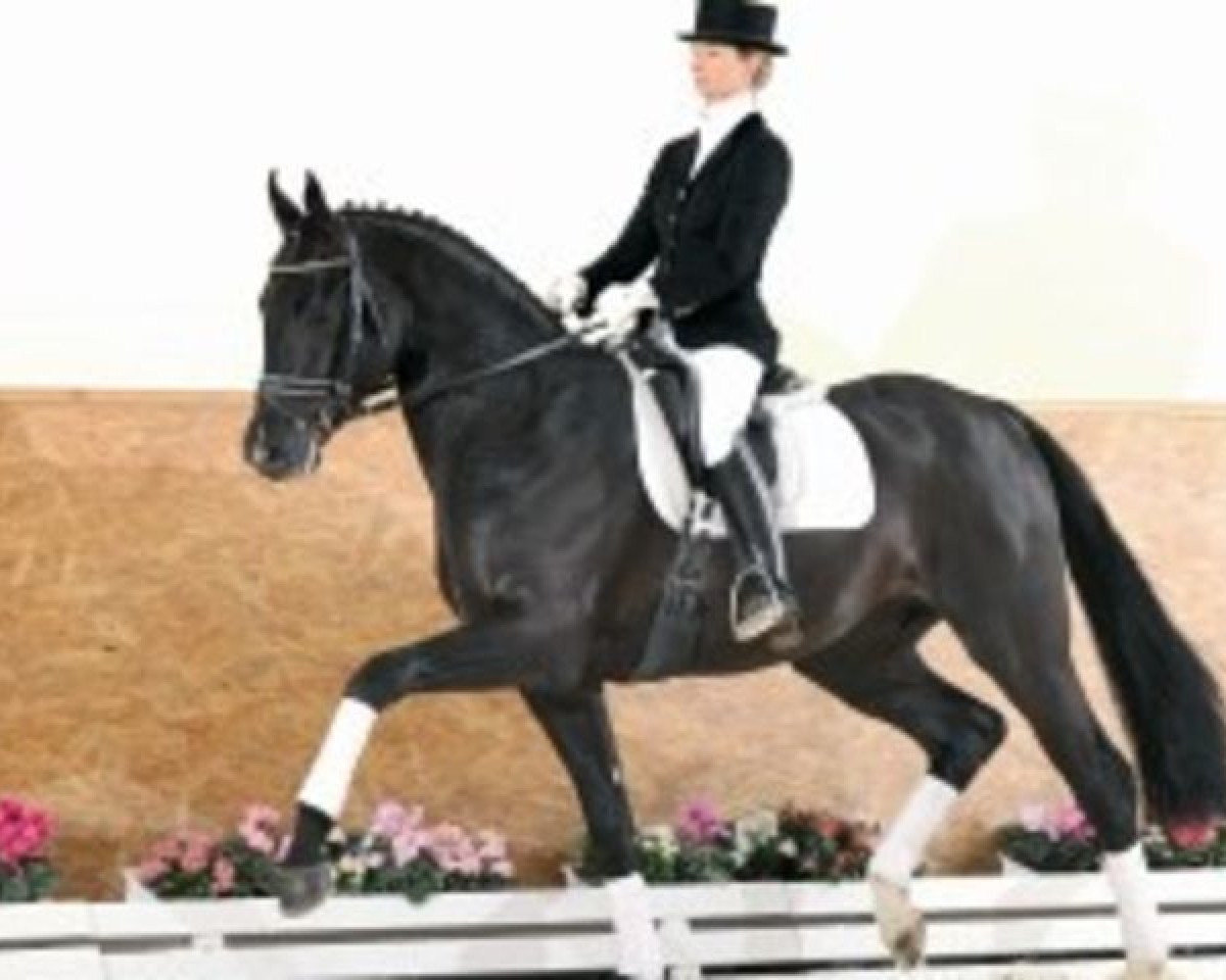 Deckhengst Supreme (Bayer, 2007, von Sir Donnerhall I)