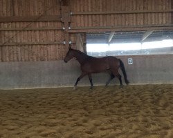 dressage horse Satellite 10 (Bavarian, 2011, from Supreme)