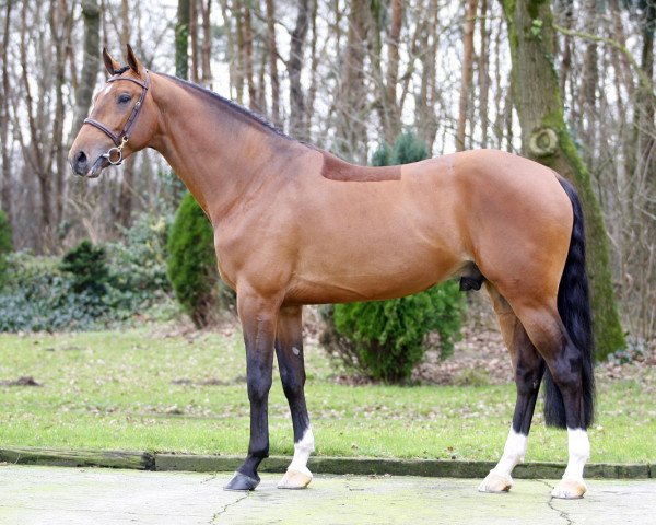 stallion Elvaro (Royal Warmblood Studbook of the Netherlands (KWPN), 2009, from Calvaro Z)