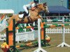 Springpferd Coppindell Pizarro (Irish Sport Horse, 1999)