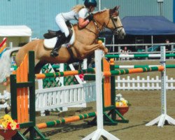 Springpferd Coppindell Pizarro (Irish Sport Horse, 1999)